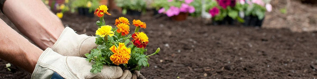 Late Summer Planting for a Gorgeous Sheboygan Fall