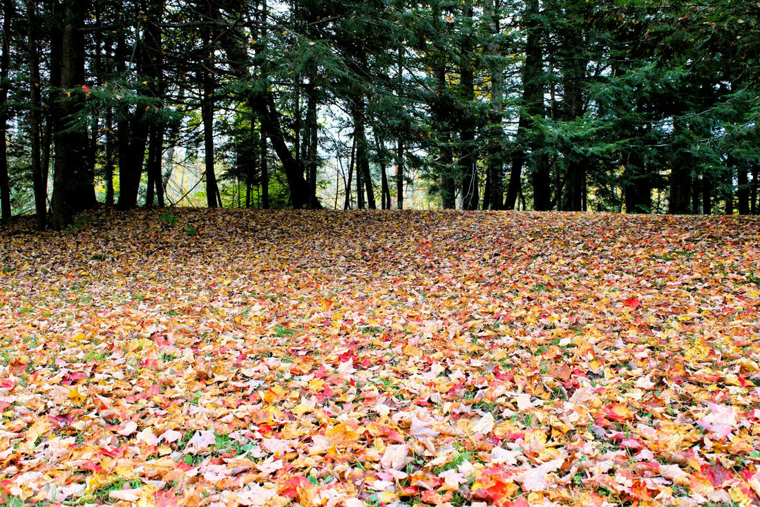 Lawn covered by a thick layer of fallen leaves
