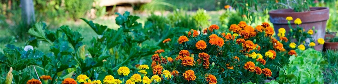 August Landscaping Tips for Sheboygan County Homes