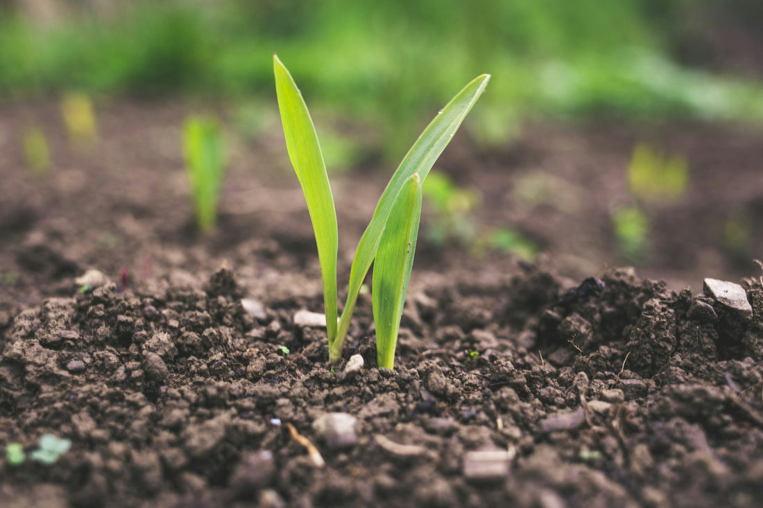 New grass sprout coming up through soil