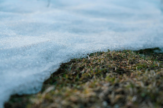 Melting snow pulling back from a dormant lawn in late fall