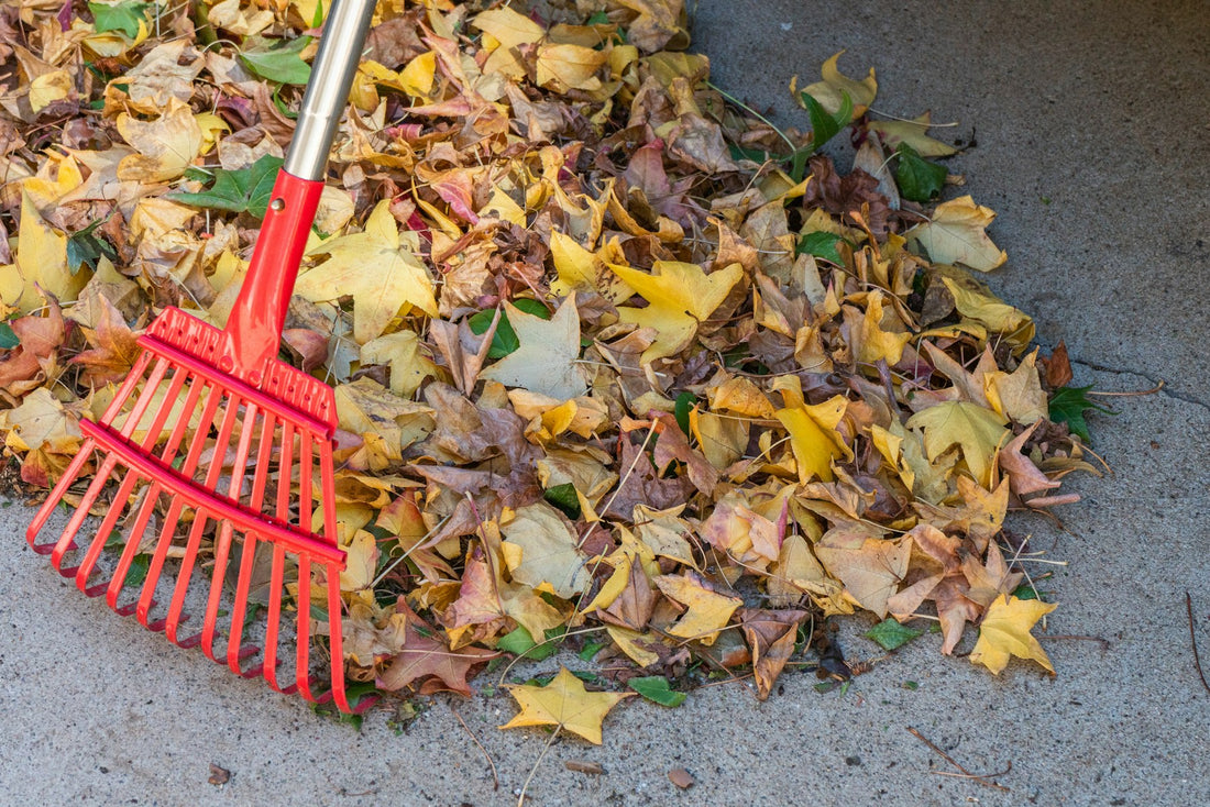 Red rake on a pile of fallen leaves