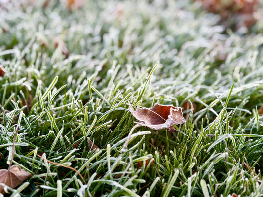 Frost on lawn grass and a fallen leaf on a cold fall morning