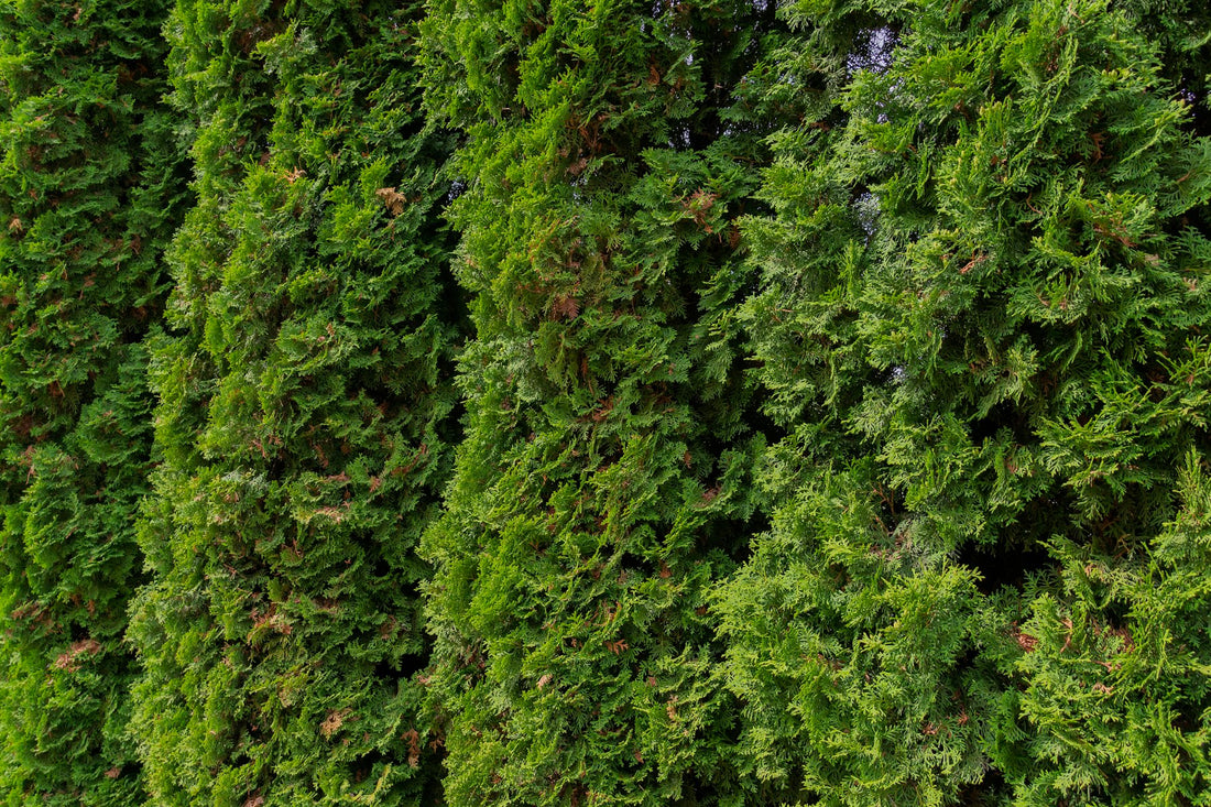 Close-up of dense green arborvitae foliage