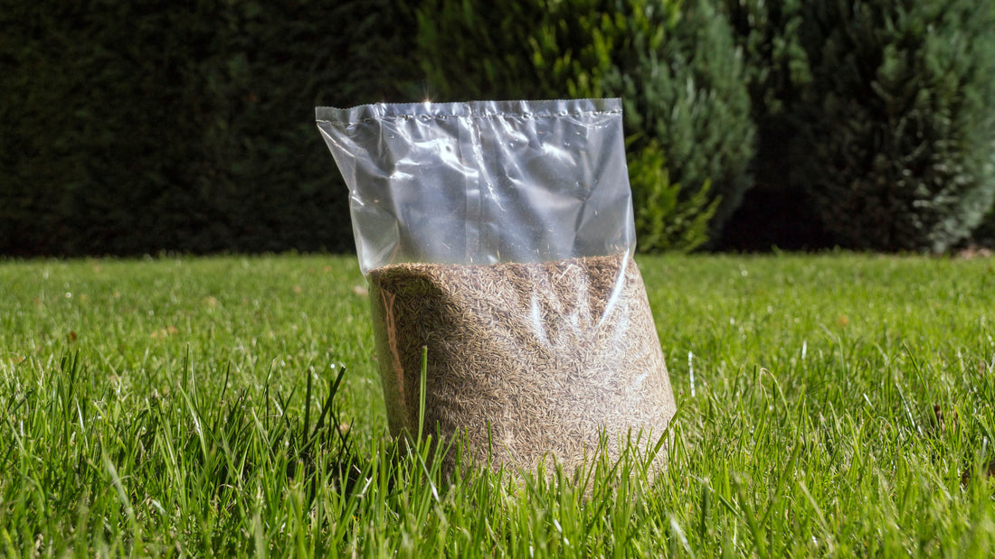 Best Grass Seed for Sheboygan Lawns (and When to Plant It)