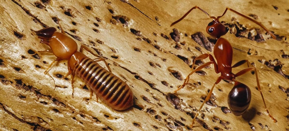 The Sheboygan County Homeowner’s Guide to Termites & Carpenter Ants: Winter Protection & Year-Round Prevention