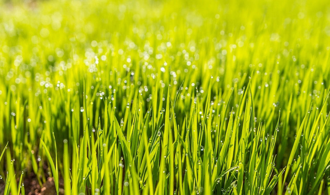 Thick, healthy green lawn after compost topdressing in Sheboygan County