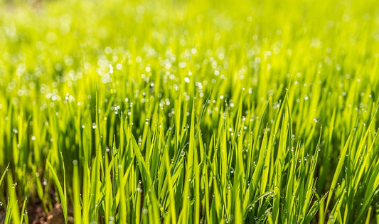 Thick, healthy green lawn after compost topdressing in Sheboygan County