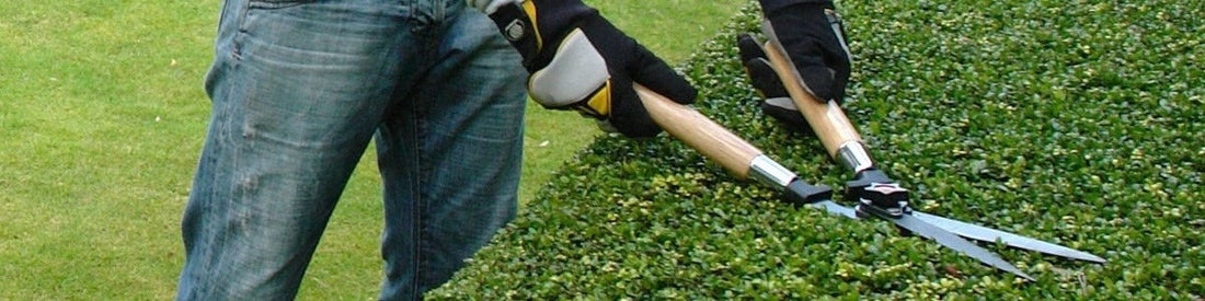 Tree & Shrub Care for Late-Summer in Sheboygan County