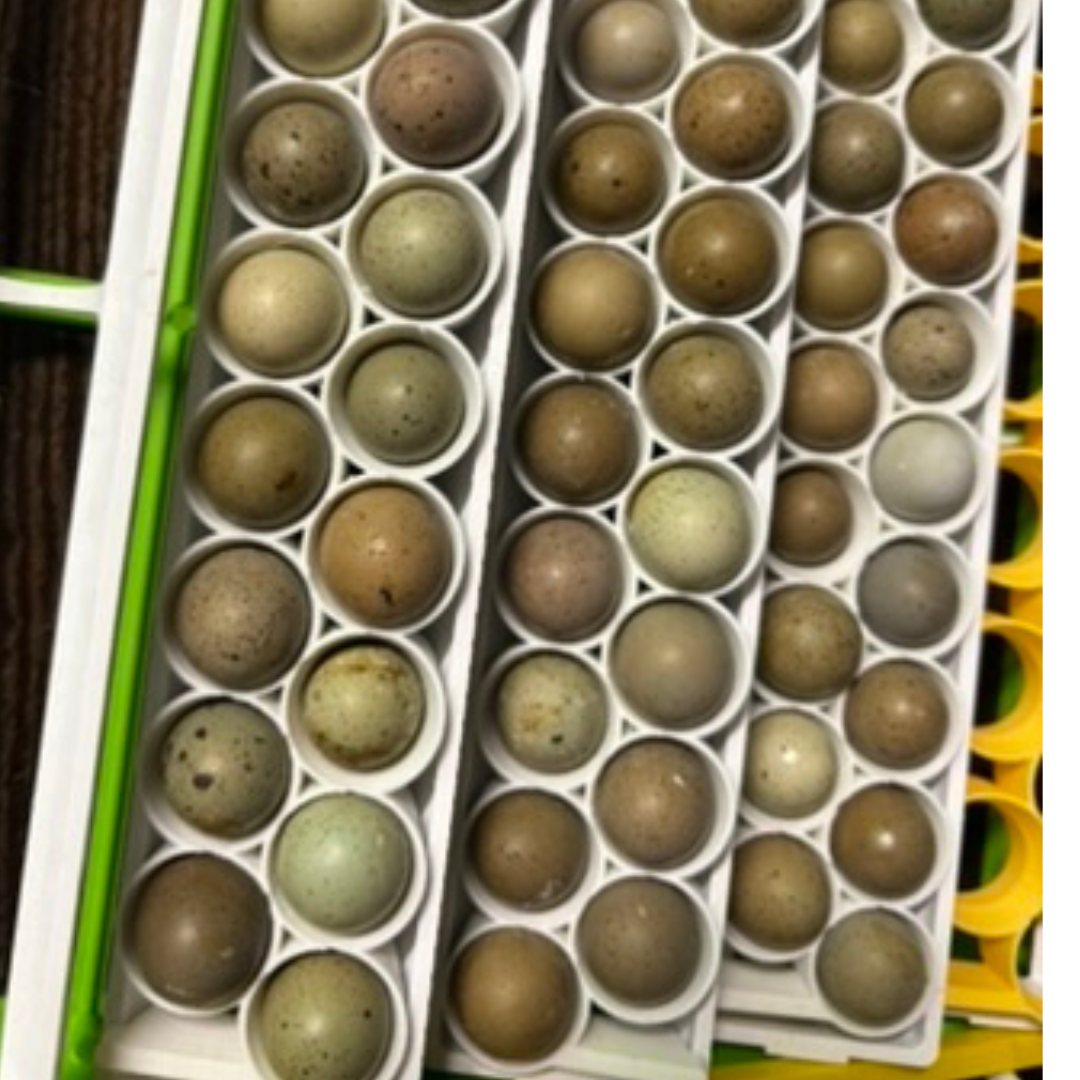 Button Quail Egg Rails for Cimuka®/Hatching Time® Incubators (CT-Series)