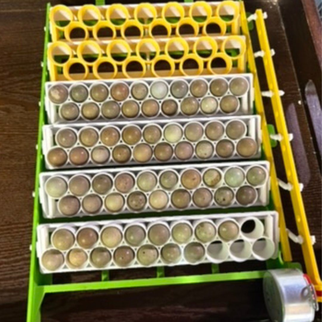 Button Quail Egg Rails for Cimuka®/Hatching Time® Incubators (CT-Series)