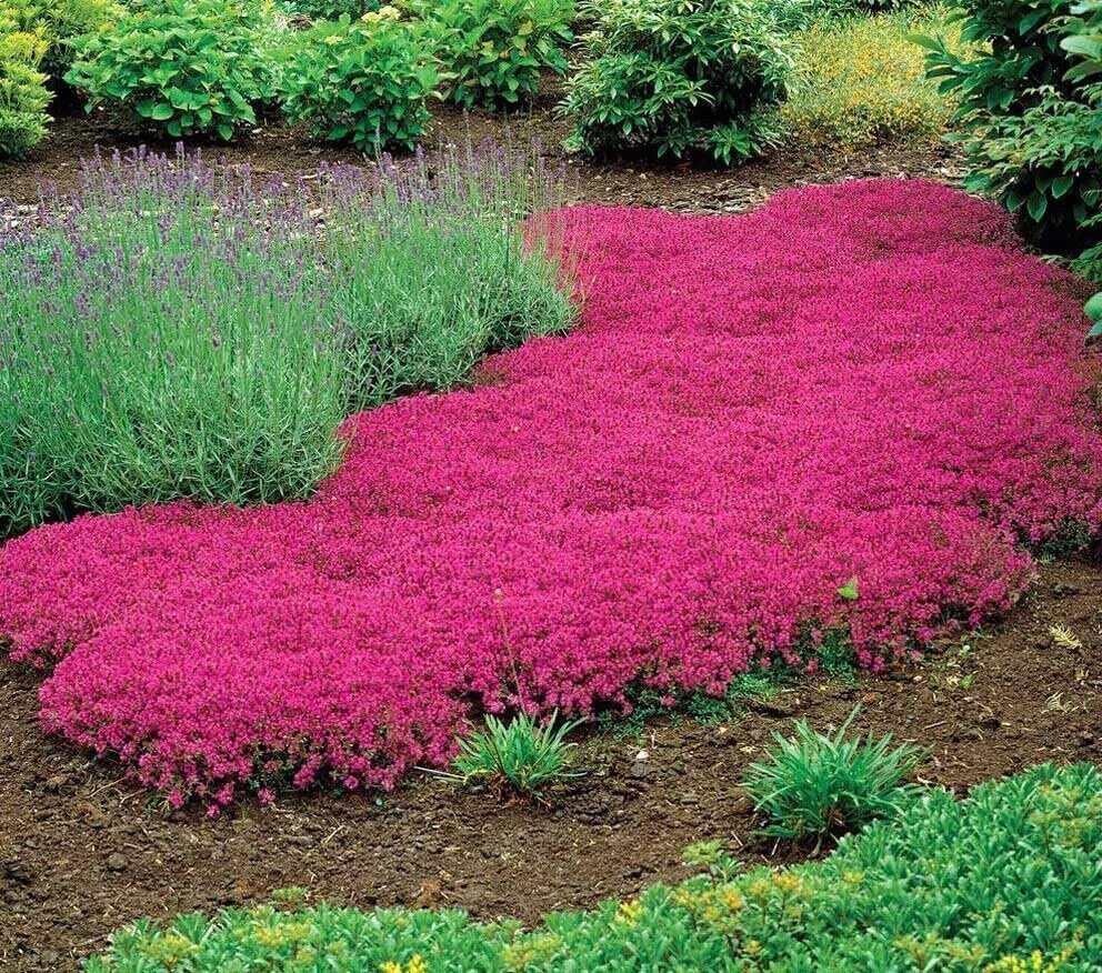 15000+ Vibrant Red Creeping Thyme Seeds - Hardy Drought-Tolerant Ground Cover (Thymus Serpyllum) - Heirloom & Open-Pollinated