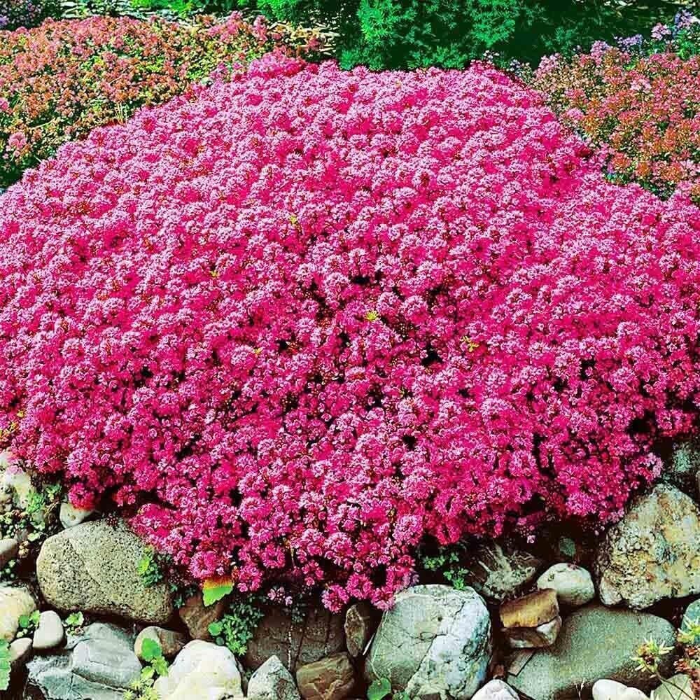 15000+ Vibrant Red Creeping Thyme Seeds - Hardy Drought-Tolerant Ground Cover (Thymus Serpyllum) - Heirloom & Open-Pollinated