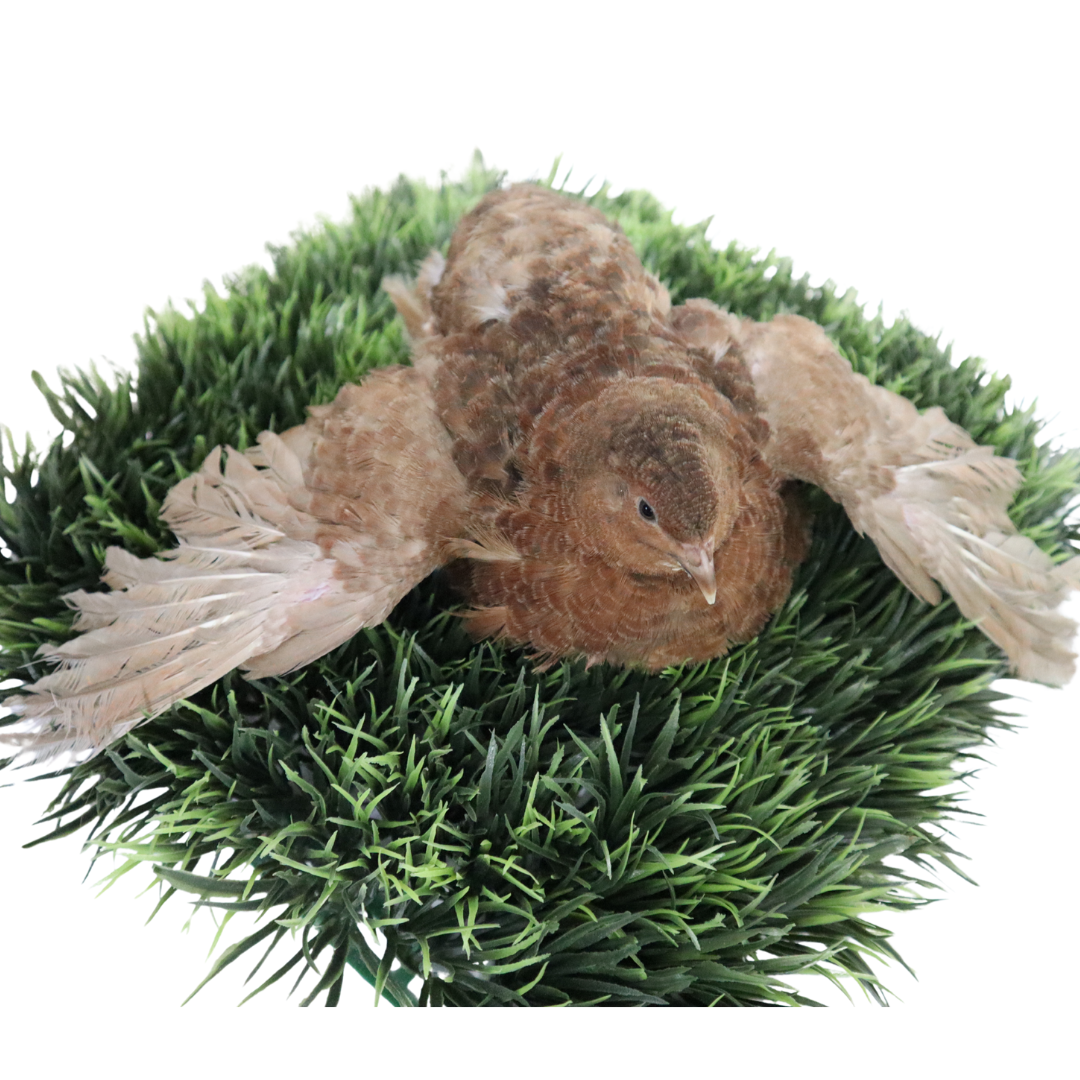 Red Range Coturnix Quail Hatching Eggs