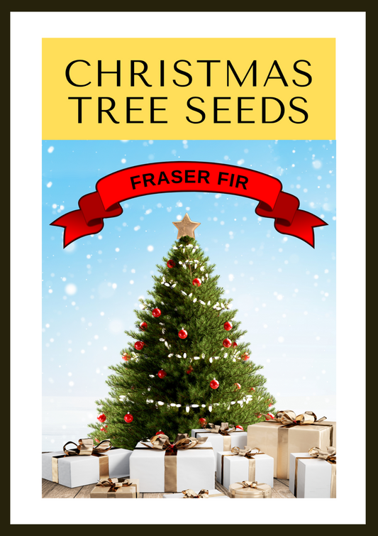 Grow Your Own CHRISTMAS TREE - Fraser Fir ( Abies Fraseri ) Gift Packet of Tree Seeds