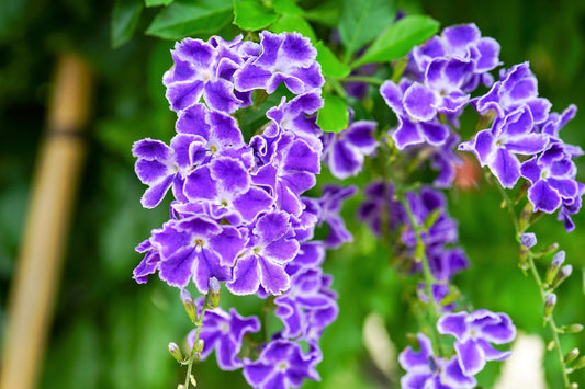 10 GOLDEN DEWDROP Duranta Erecta Repens Golden Foliage Blue Violet Purple White Flower Orange Ornamental Berry Shrub Seeds