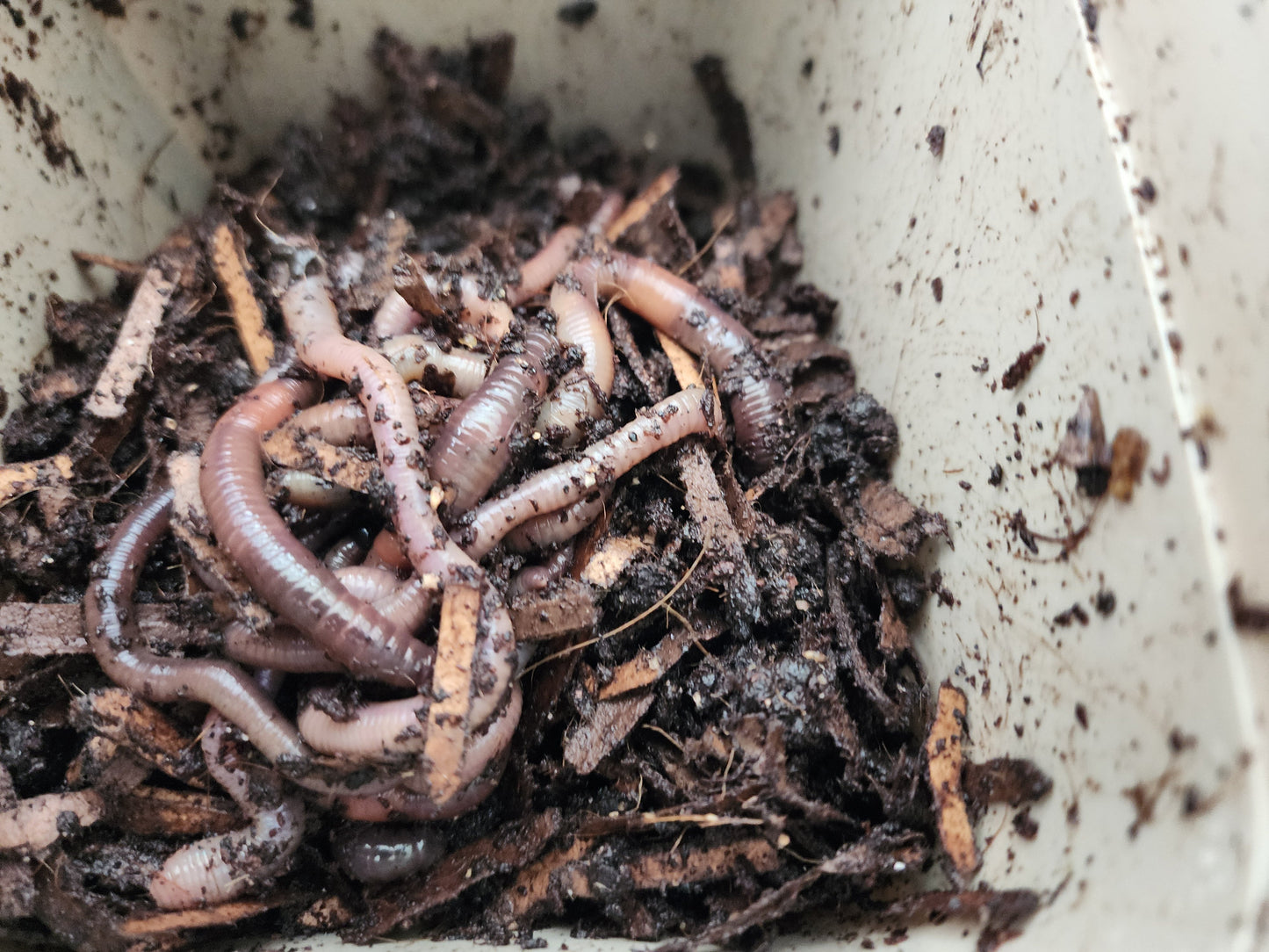 European Nightcrawlers 1/2 lbs (approx. 175) (ENC) (Eisenia hortensis or Dendrobaena veneta) – Soil Builders & Super Bait Worms