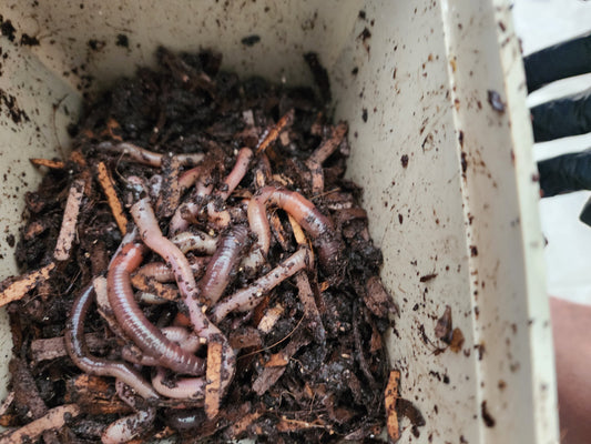 European Nightcrawlers 2 lbs (approx. 700) (ENC) (Eisenia hortensis or Dendrobaena veneta) – Soil Builders & Super Bait Worms