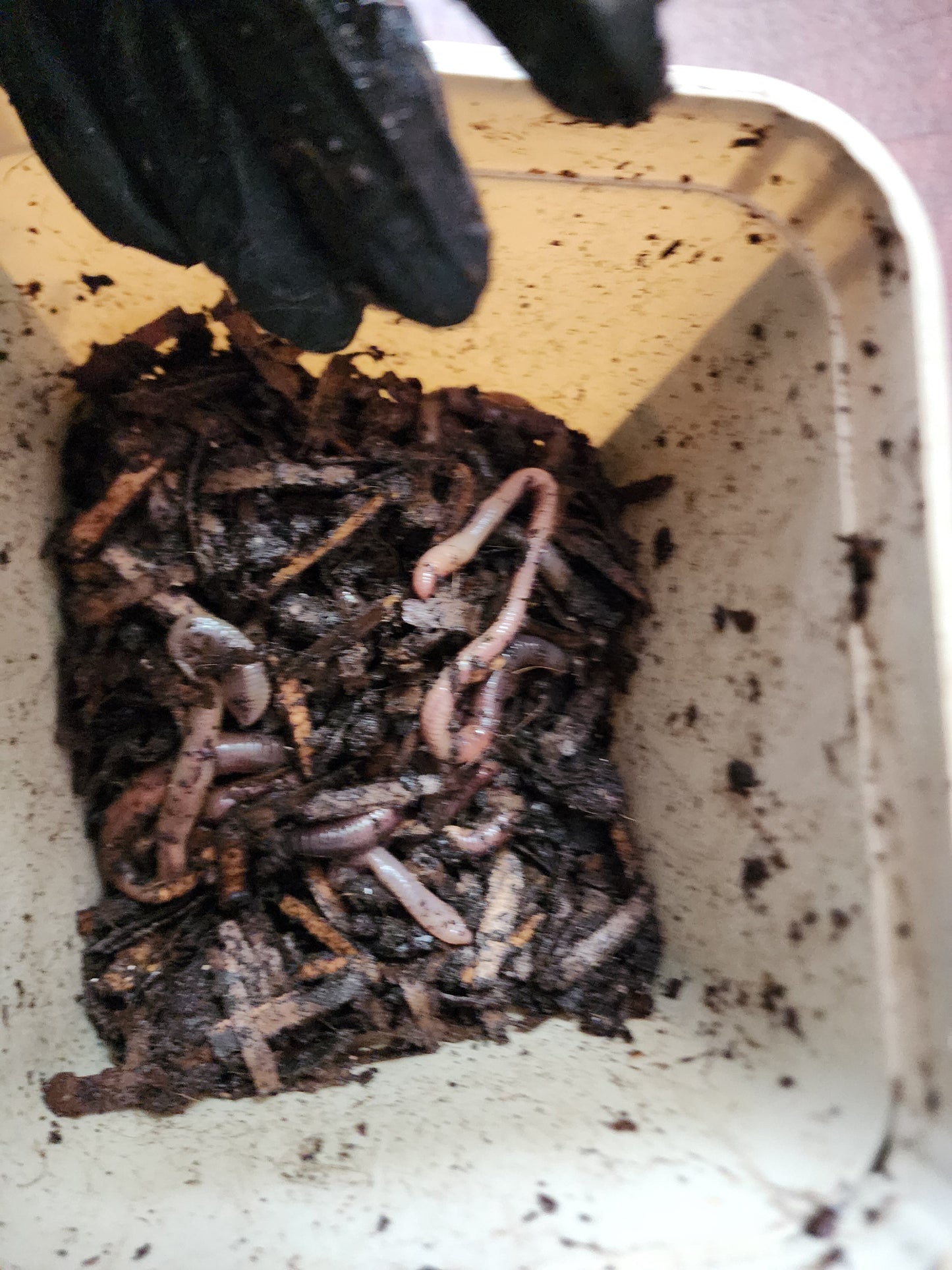 European Nightcrawlers 1/2 lbs (approx. 175) (ENC) (Eisenia hortensis or Dendrobaena veneta) – Soil Builders & Super Bait Worms