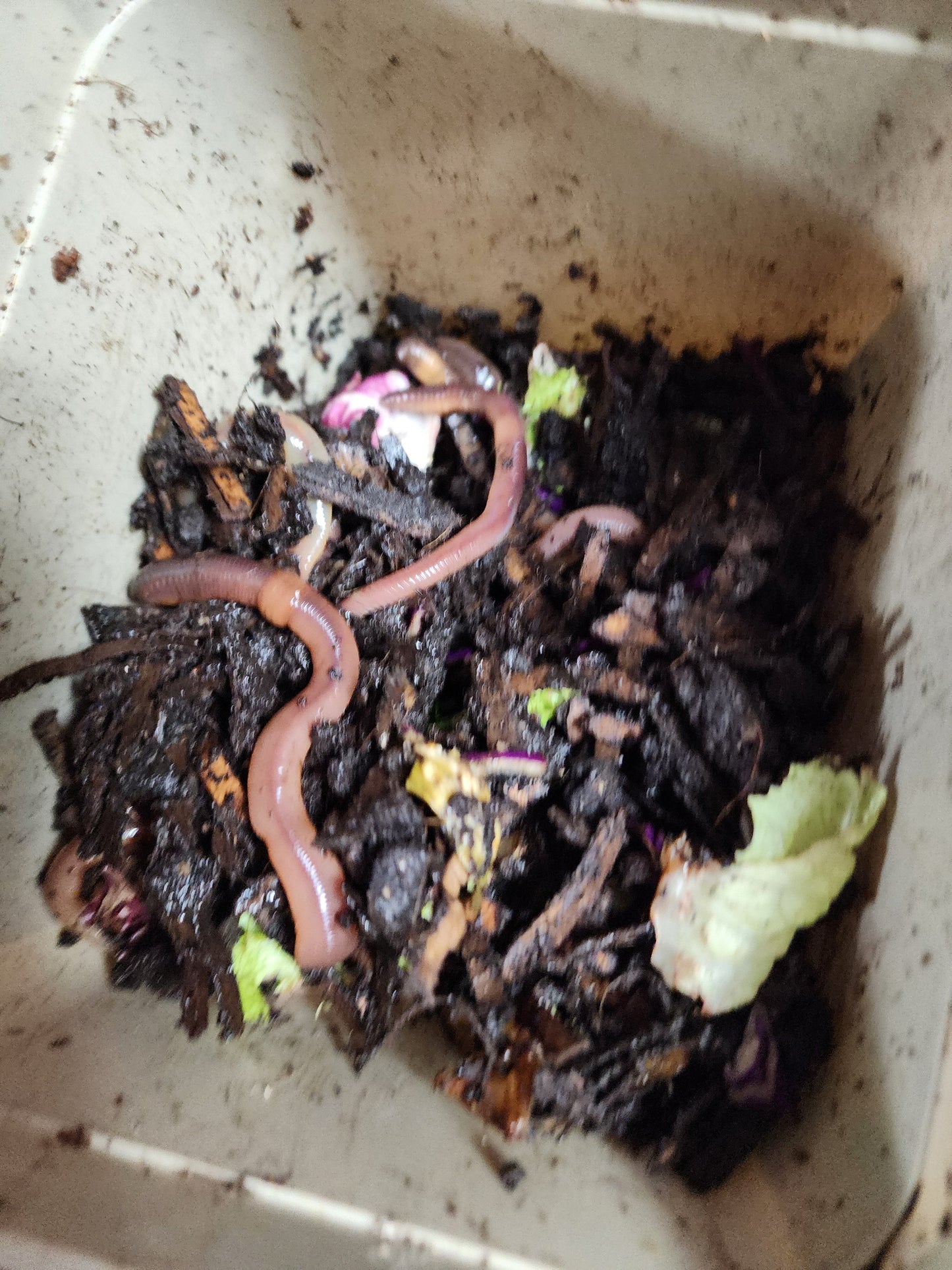 European Nightcrawlers 2 lbs (approx. 700) (ENC) (Eisenia hortensis or Dendrobaena veneta) – Soil Builders & Super Bait Worms