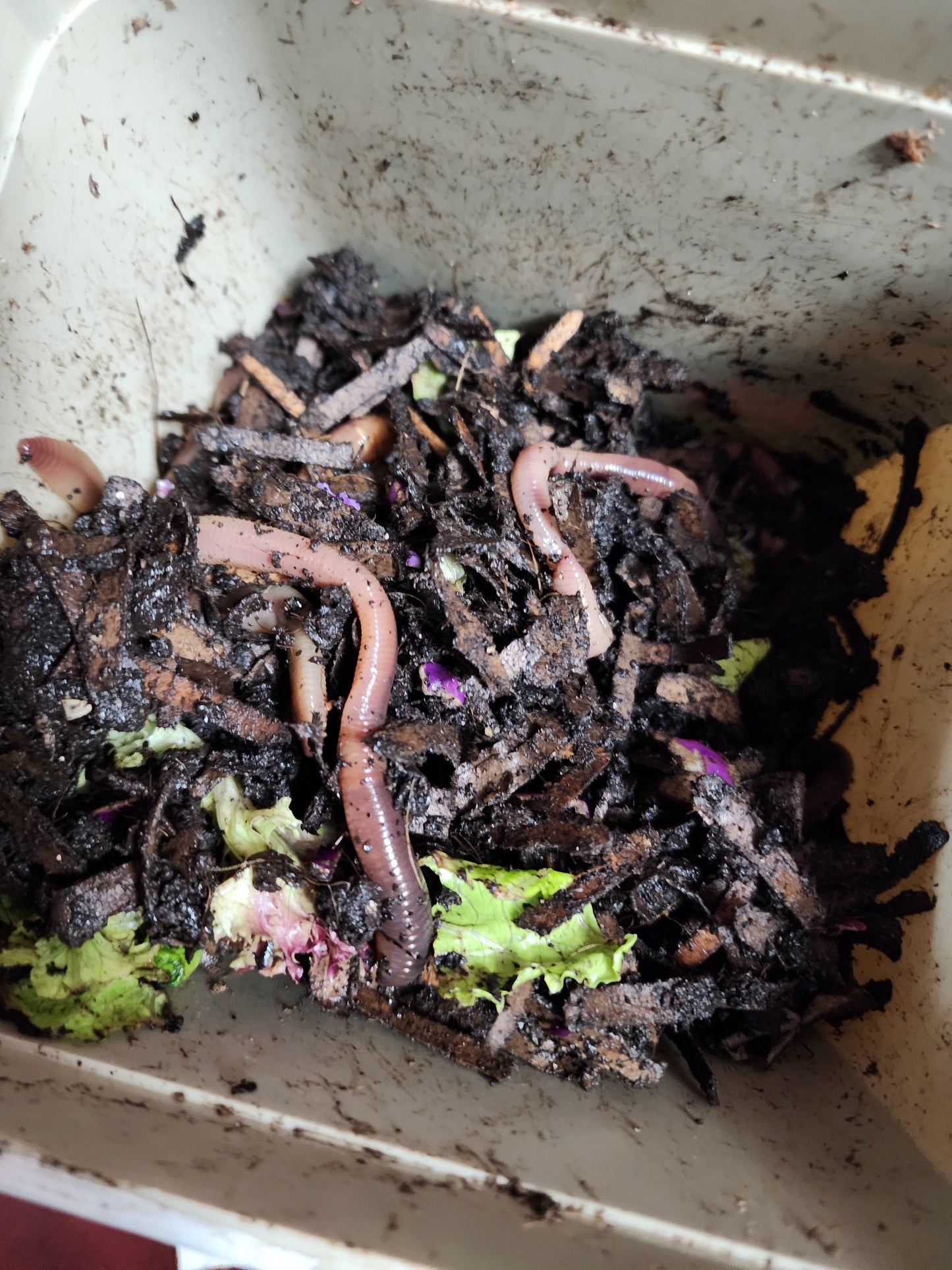 European Nightcrawlers 1/2 lbs (approx. 175) (ENC) (Eisenia hortensis or Dendrobaena veneta) – Soil Builders & Super Bait Worms