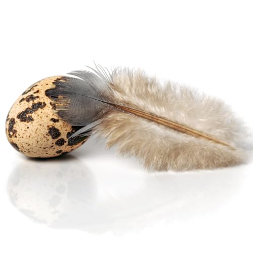 Fresh Quail Eggs Laid in the US