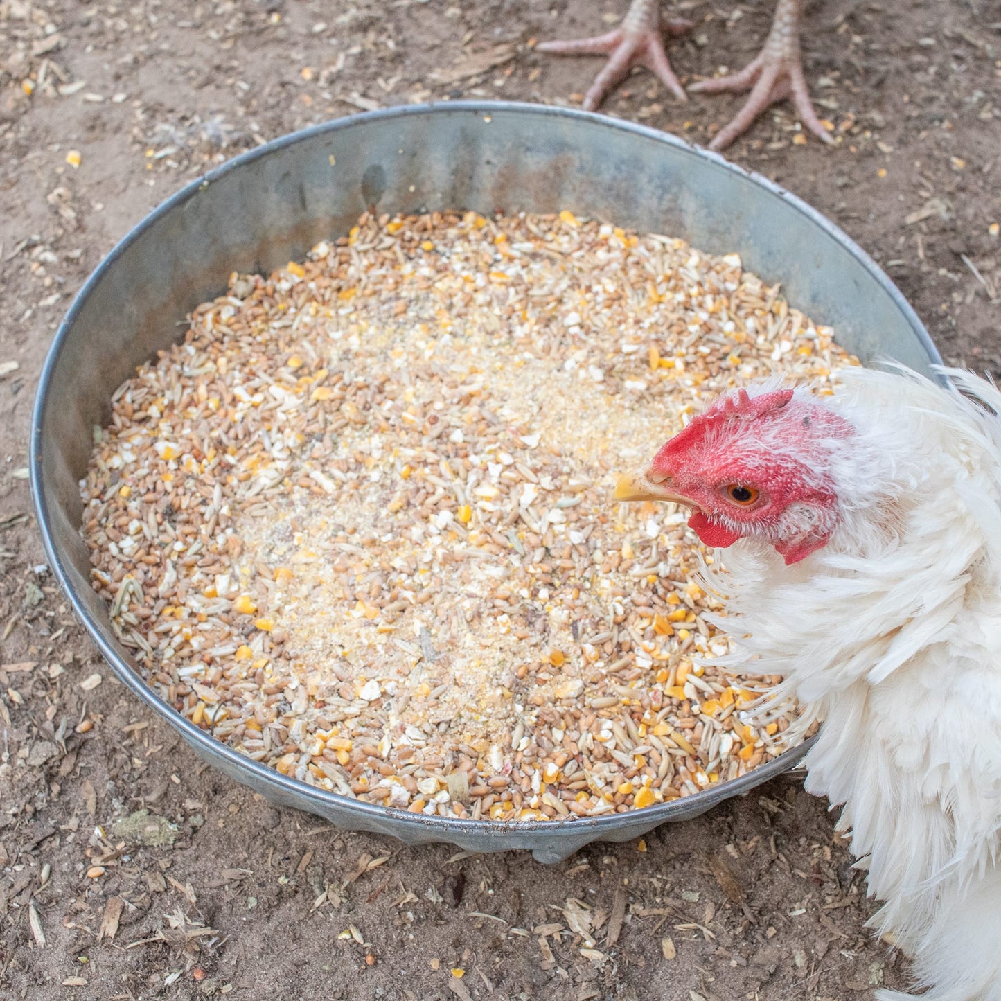 Fluffiest Feathers Ever! Chicken Feed Supplement For Great Feathers