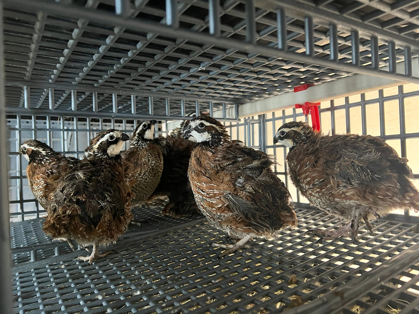 Georgia Giant Quail Hatching Eggs