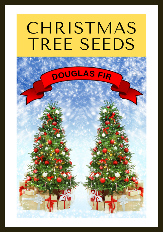 Grow Your Own CHRISTMAS TREE - Douglas Fir ( Pseudotsuga Menziesii ) Gift Packet of Tree Seeds