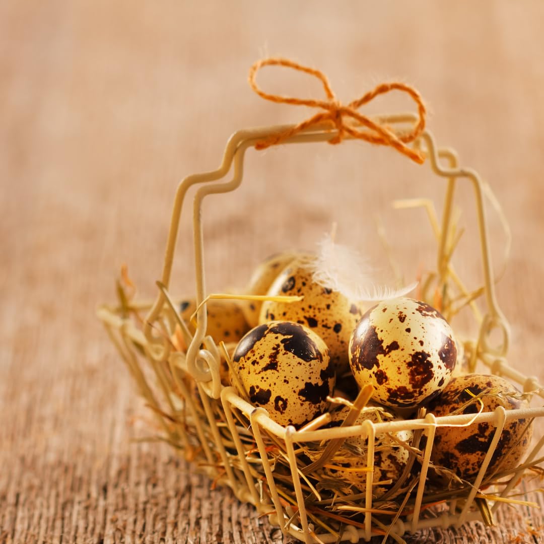 Empty Whole Eggshells Quail Eggs Hollowed - Set of 10 Cleaned Hollow Quail Eggs Perfect for Crafting and Decoration