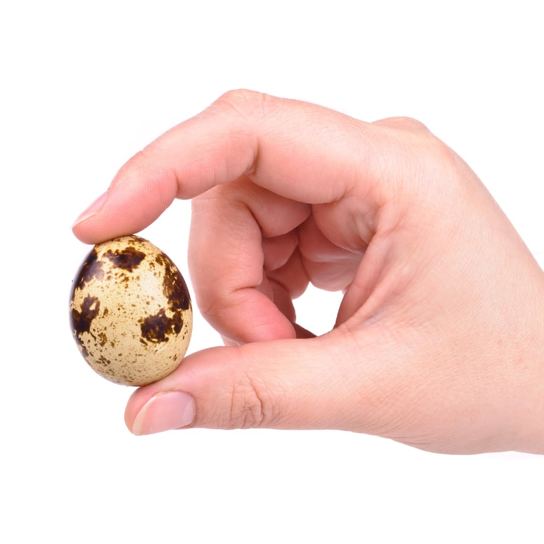 Empty Whole Eggshells Quail Eggs Hollowed - Set of 10 Cleaned Hollow Quail Eggs Perfect for Crafting and Decoration