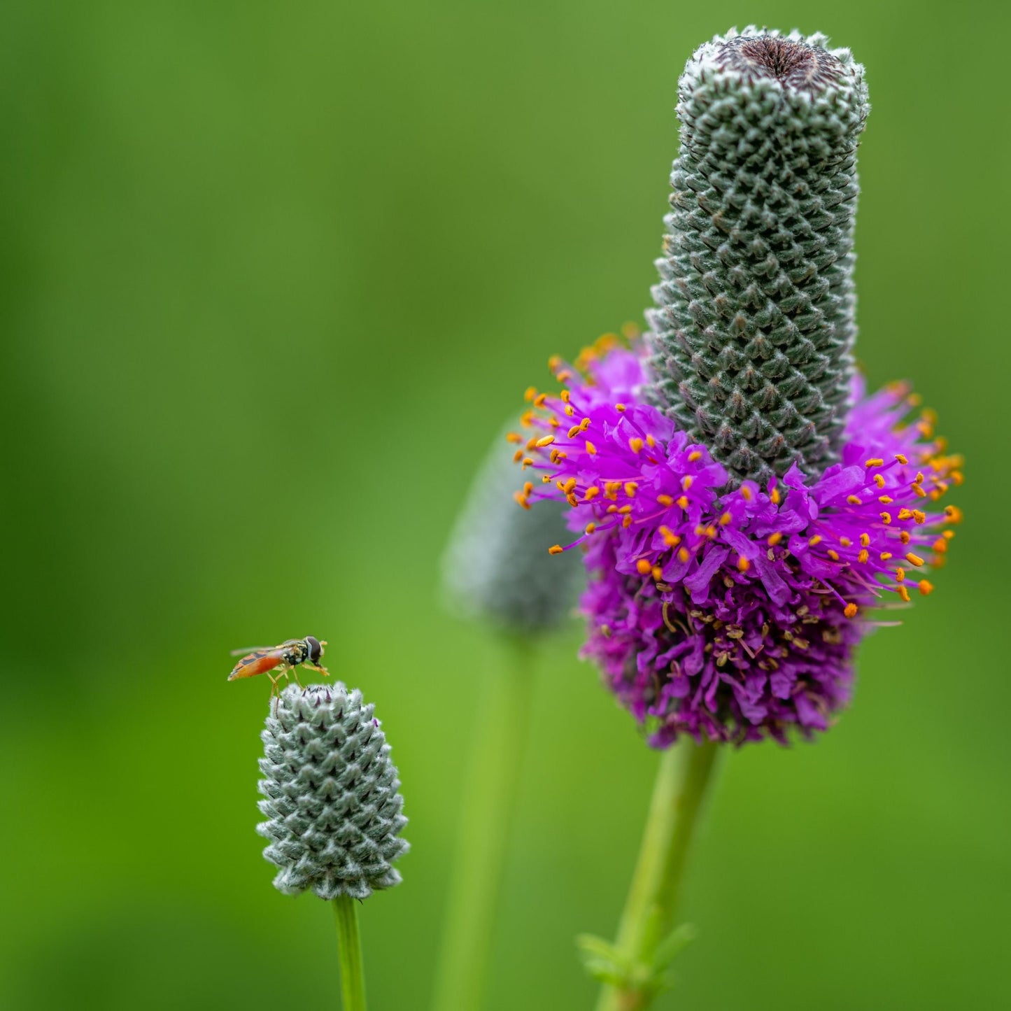 Purple Prairie Clover Seed