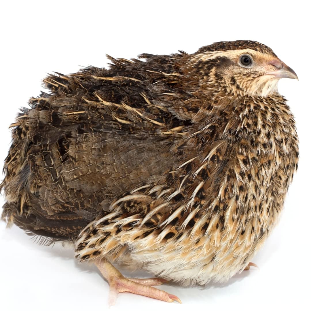 Fertile Hatching Mixed Jumbo Pharaoh Coturnix,Jumbo Italian, White,Brown Quail Hatching Eggs- Coturnix Quail Eggs for Sustainable Farming Hens Choice