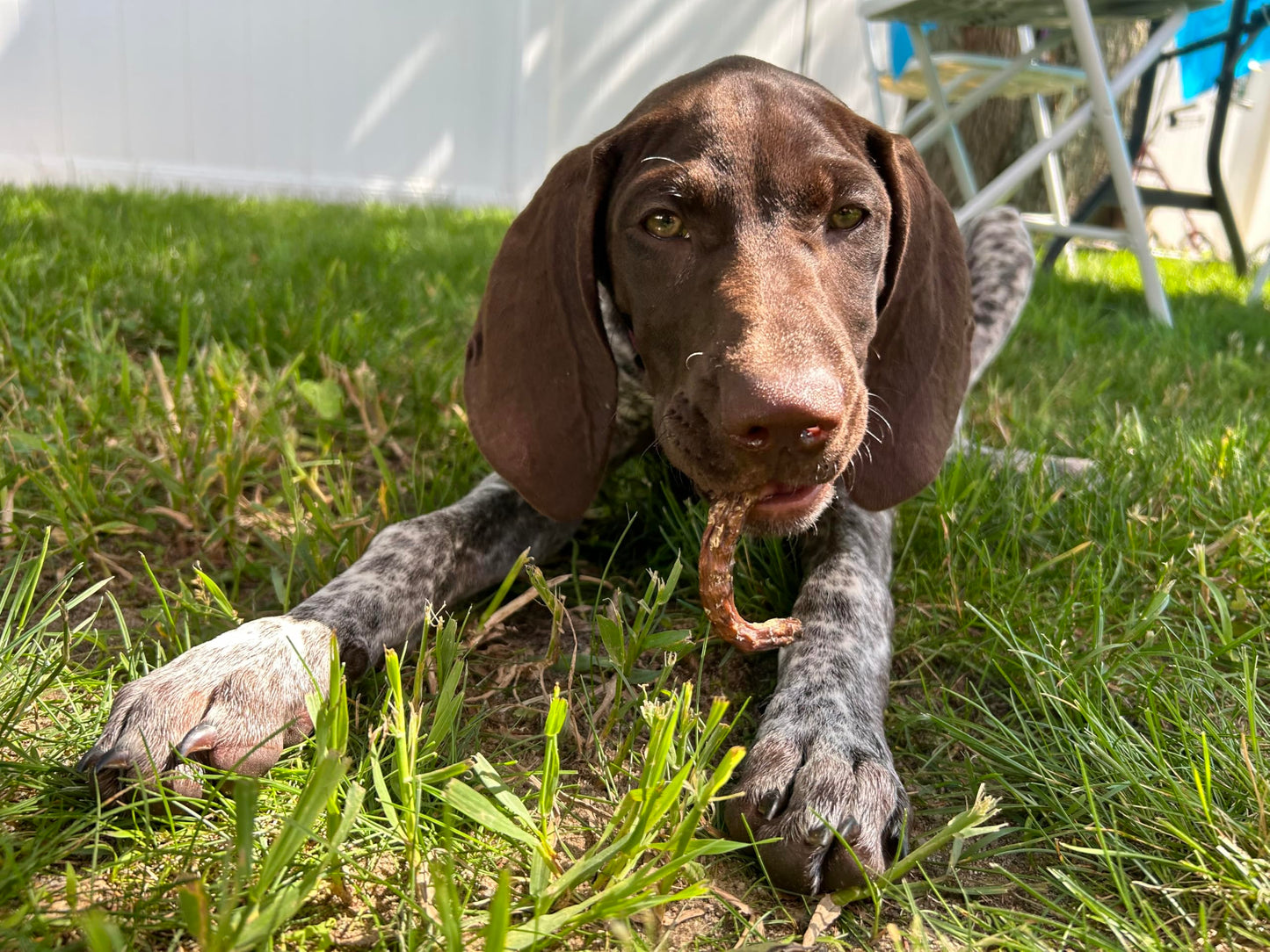 Organically Fed Quail Crunch Sticks and Legs - Healthy and Delicious Treat for Pets