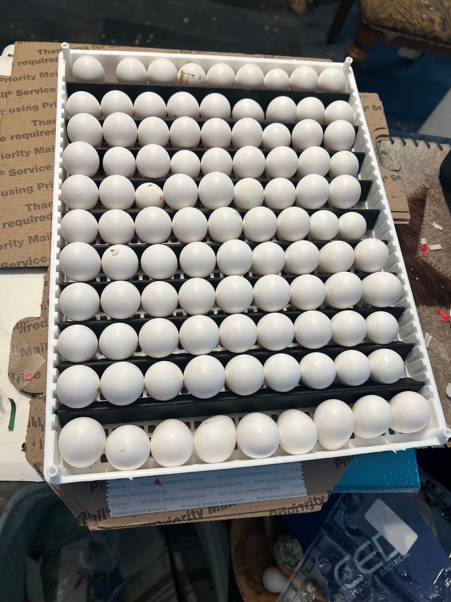 Georgia Giant Quail Hatching Eggs