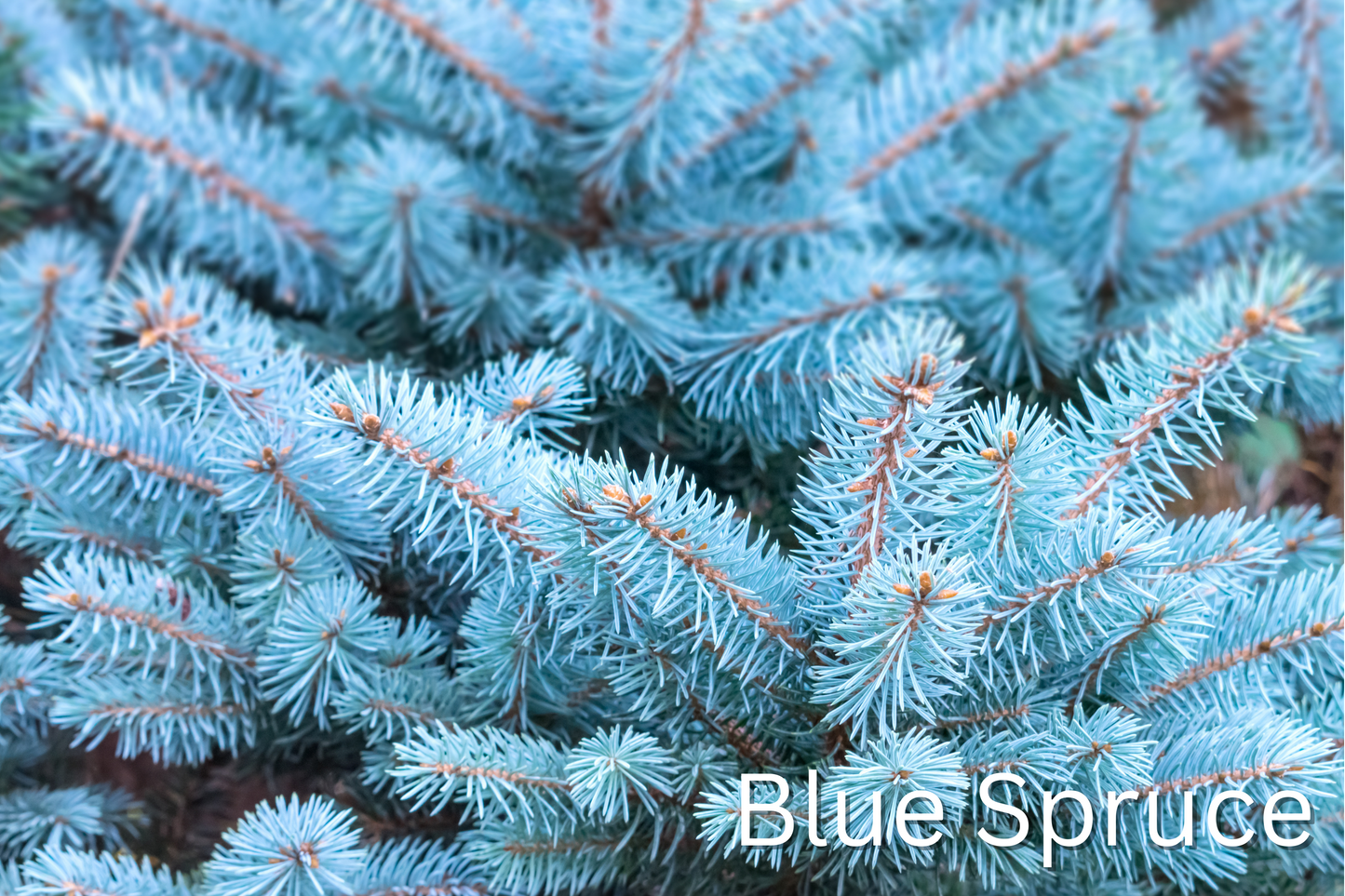 Grow Your Own CHRISTMAS TREE COLLECTION - 4 Gift Packets of Tree Seeds - Fraser Fir, Balsam Fir, Douglas Fir, & Blue Spruce + Free Gift Bag