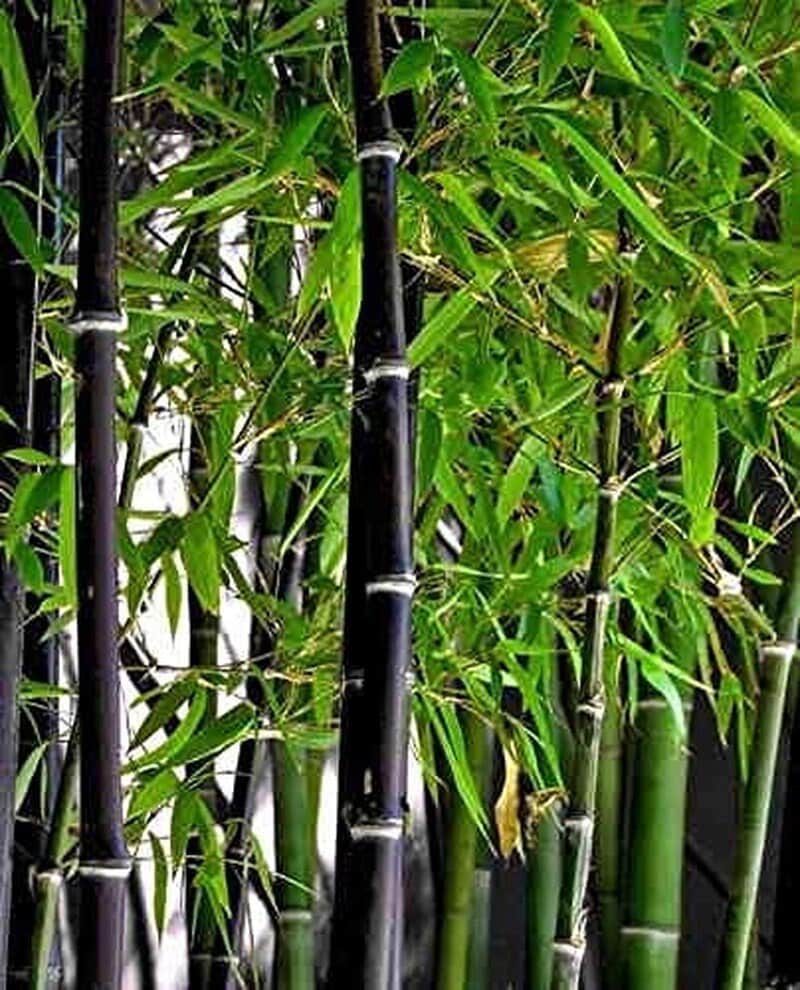 50+ Rare Black Bamboo Seeds - Fast Growing, Perfect for Privacy Screens & Environment-Friendly