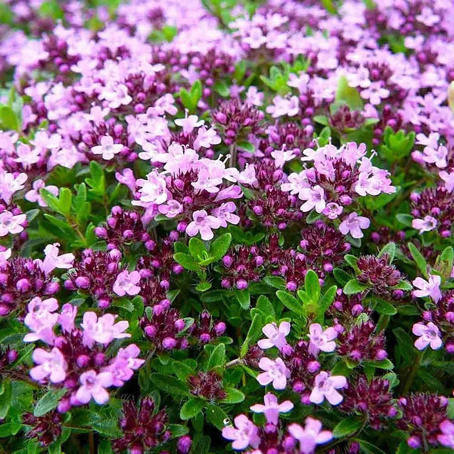 5000 Multicolor Creeping Thyme Seeds - Vibrant, Easy-to-Grow Ground Cover Flower Mix