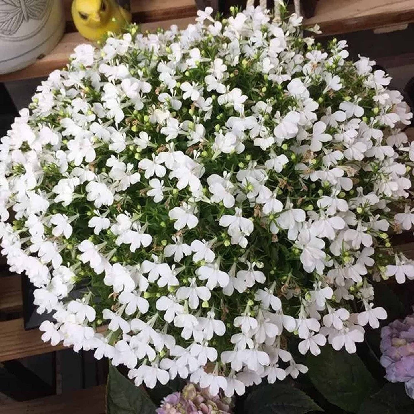 5000 Multicolor Creeping Thyme Seeds - Vibrant, Easy-to-Grow Ground Cover Flower Mix