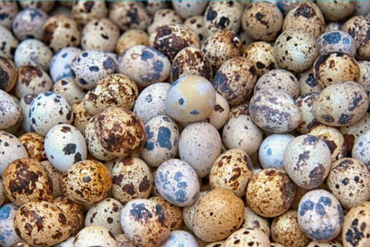 Fertile OZ Collection Quail Eggs for Hatching – Coturnix Quail Eggs – Ideal for Incubation, Breeding, and Backyard Farming