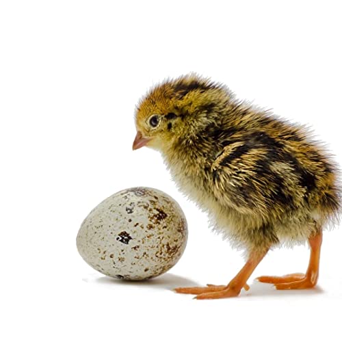 Coturnix Quail Fertile Hatching Eggs, 12 Count, Carefully Sourced and Selected for Quality, Ideal for Incubation and Sustainable Egg Hatching from Family Farms and Hatcheries picked daily fresh