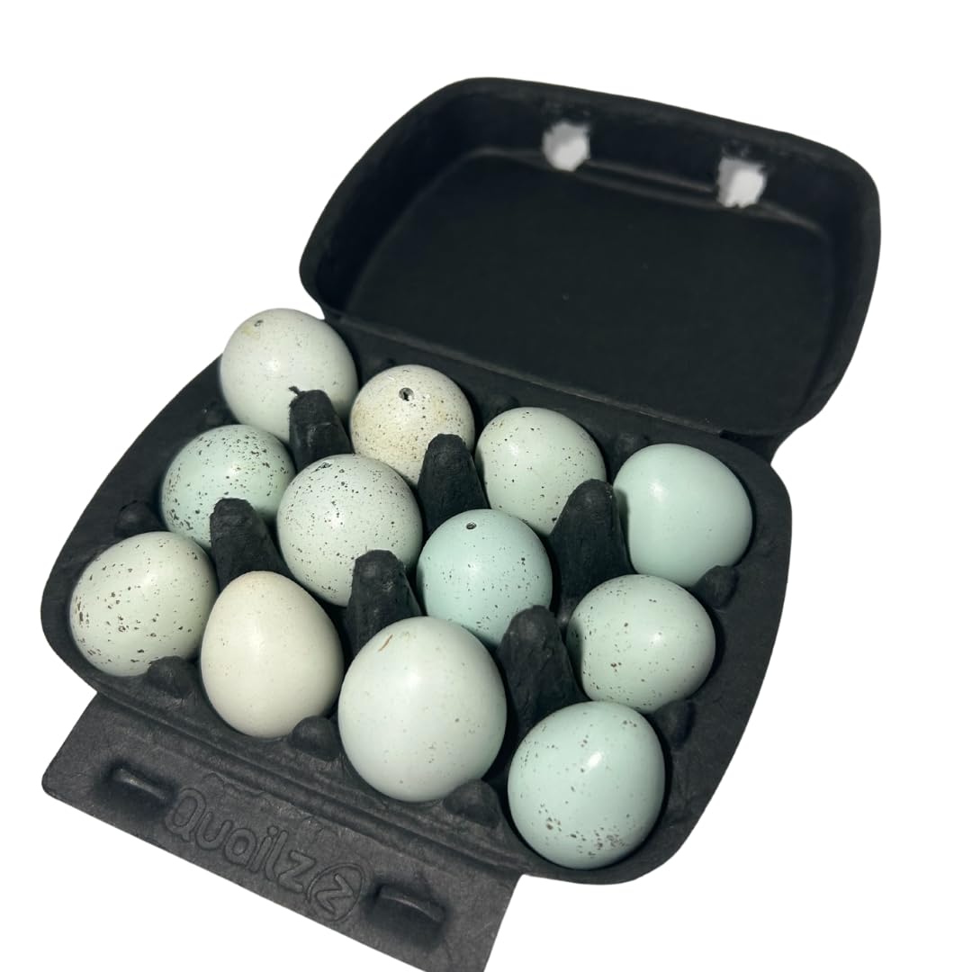 Hollowed Celadon Quail Eggs (Count of 10) Empty Natural Eggs for Crafts