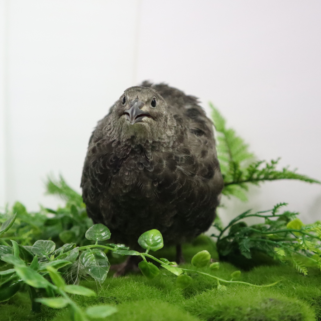 All Black Quail Hatching Eggs - Pure Breed, Ideal for Aviary Hobbyists & Breeders
