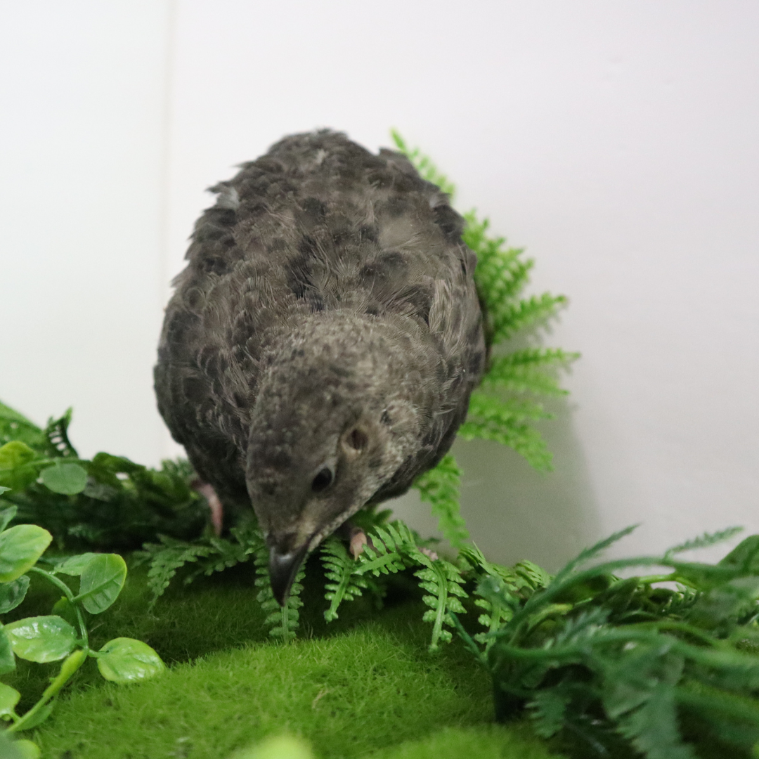 All Black Quail Hatching Eggs - Pure Breed, Ideal for Aviary Hobbyists & Breeders