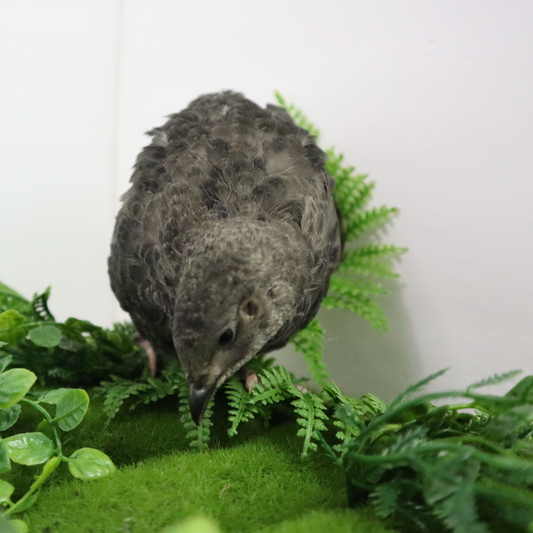 All Black Quail Hatching Eggs - Pure Breed, Ideal for Aviary Hobbyists & Breeders