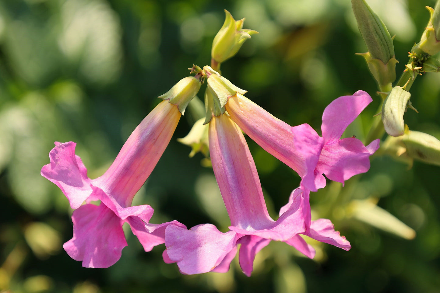 10 Cheron PINK HARDY GLOXINIA Incarvillea Delavayi Flower Seeds