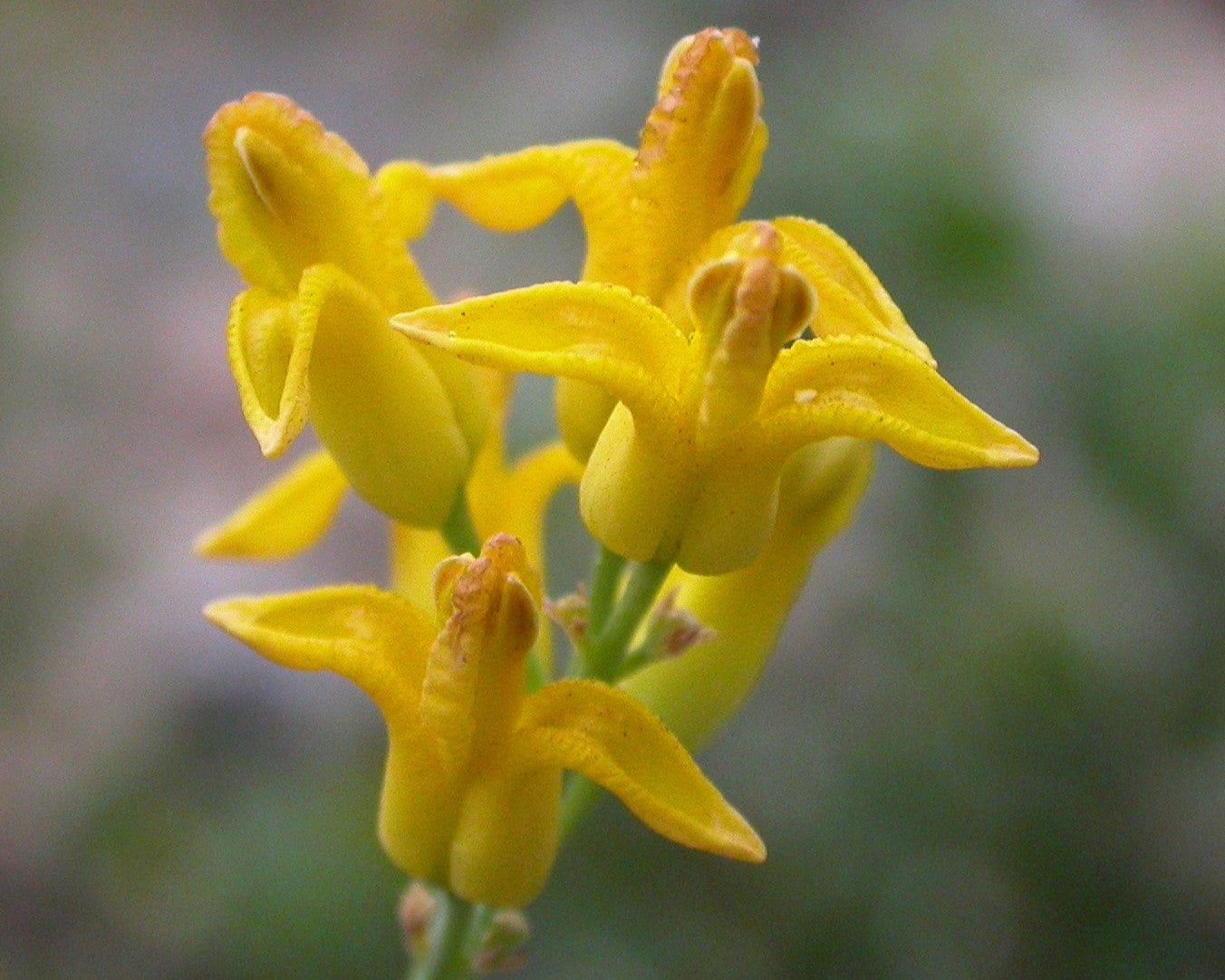 10 GOLDEN EARDROPS Dicentra Chrysantha Yellow Bleeding Heart Shade Flower Seeds