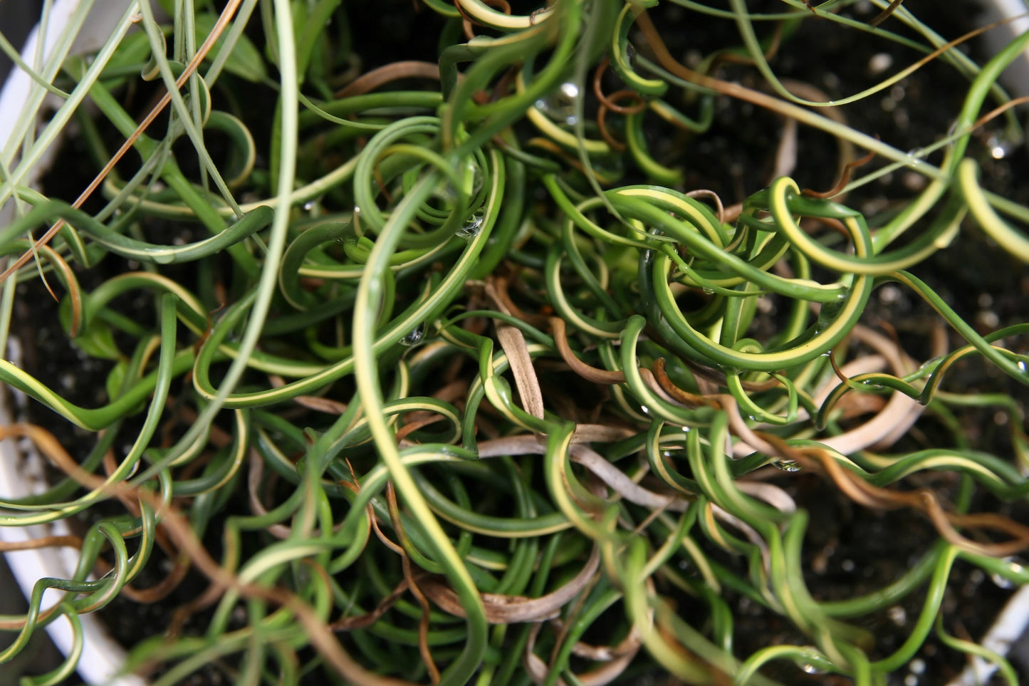 10 CORKSCREW RUSH Spiral Grass Juncus Effusus Spiralis Wetland Pond Seeds