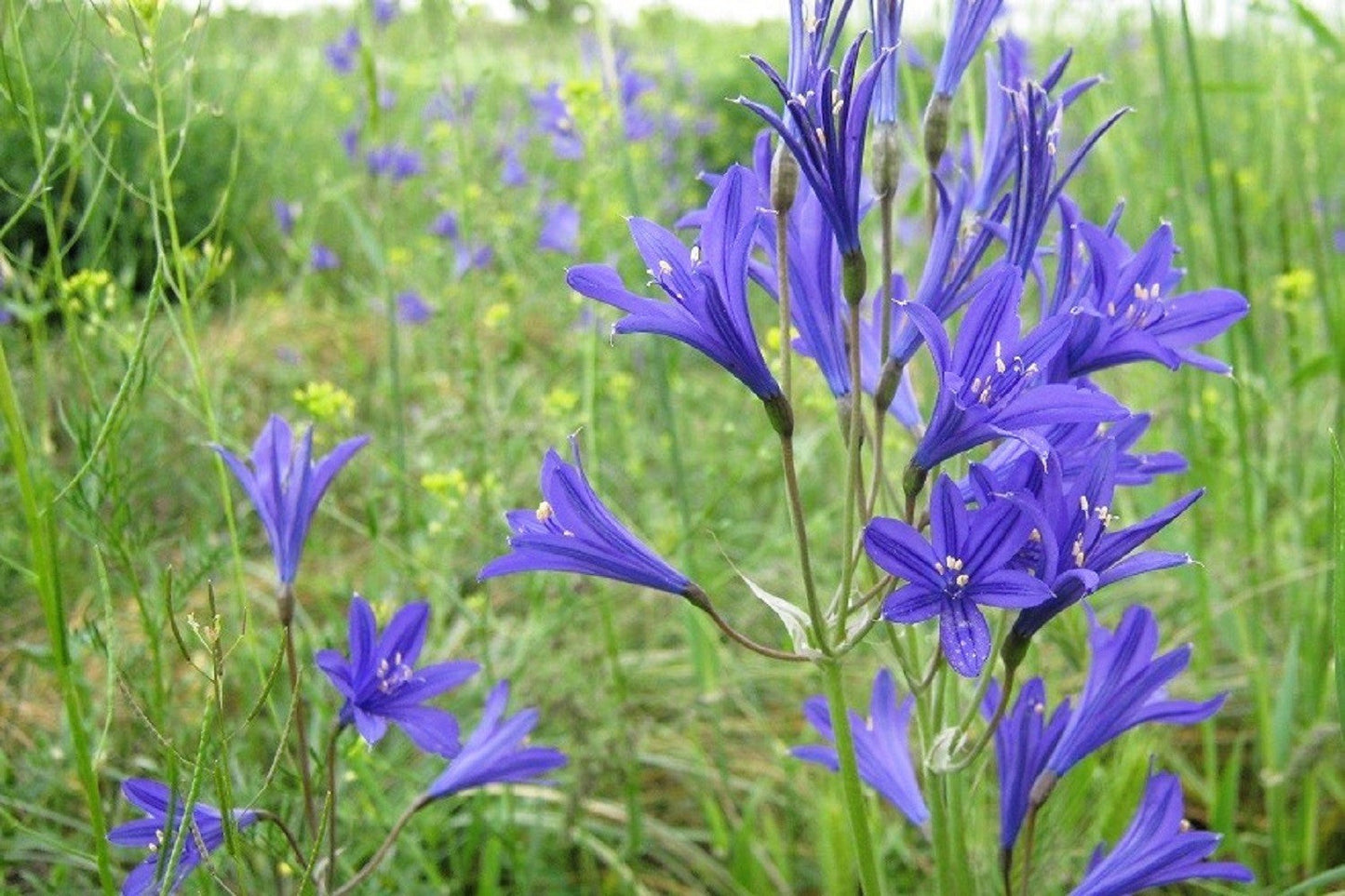 10 BLUE SIBERIAN LILY Mountain Ixia Altai Ixiolirion Tataricum Flower Seeds