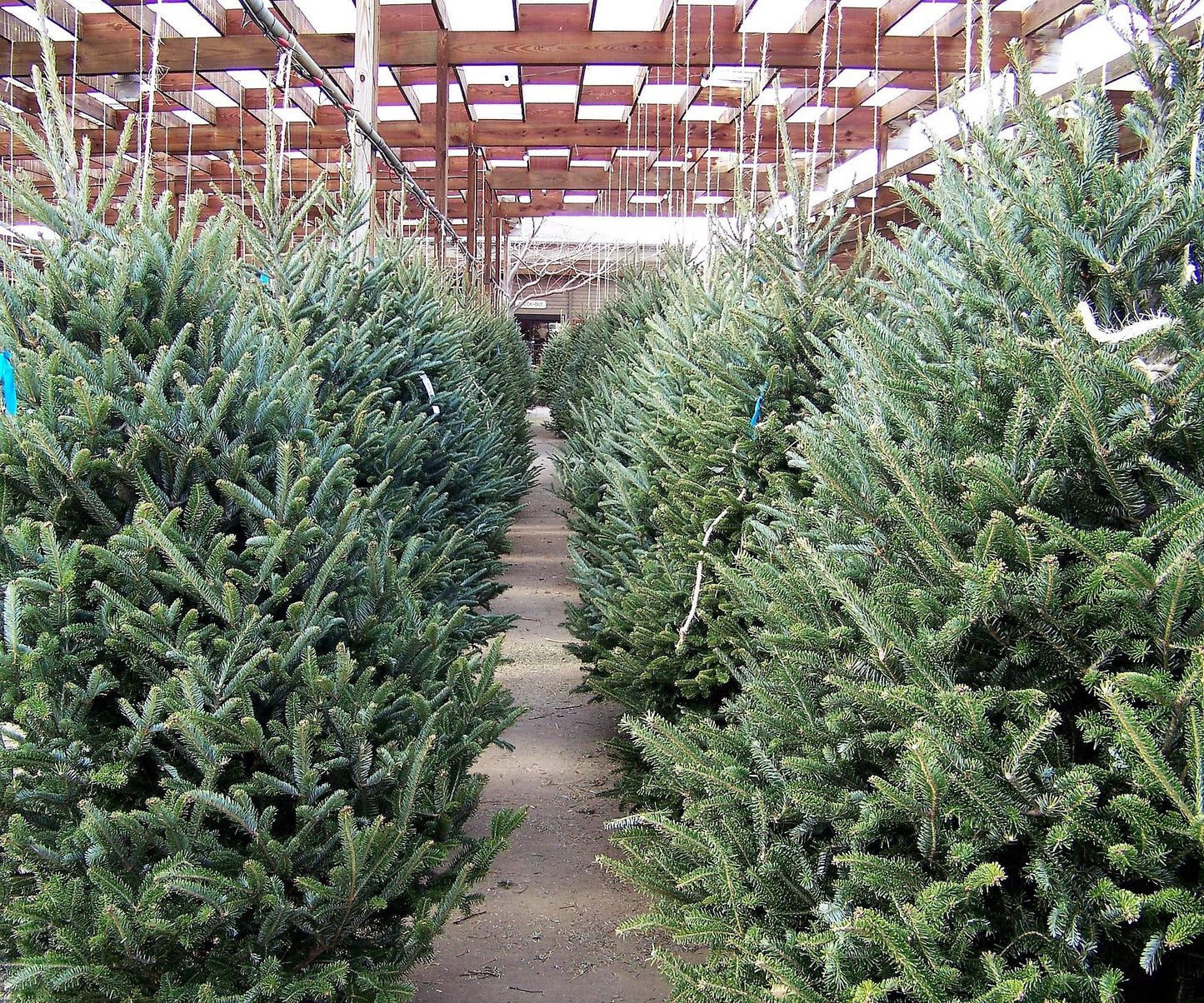 Grow Your Own CHRISTMAS TREE - Balsam Fir ( Abies Balsamea ) Gift Packet of Tree Seeds